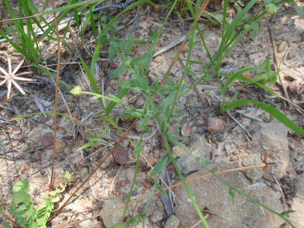 Jasione montana / Vedovella annuale